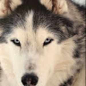 Meet your Posher, Carlo